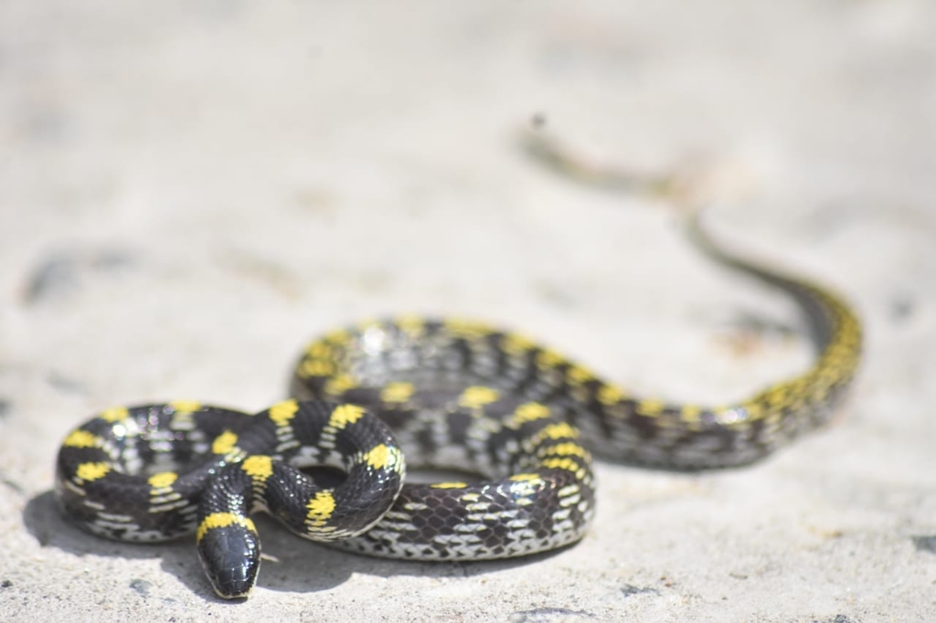 Mackinnon's Wolf Snake