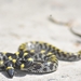 Mackinnon's Wolf Snake - Photo (c) Azan Khan, some rights reserved (CC BY-NC), uploaded by Azan Khan