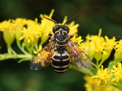 Triepeolus pectoralis