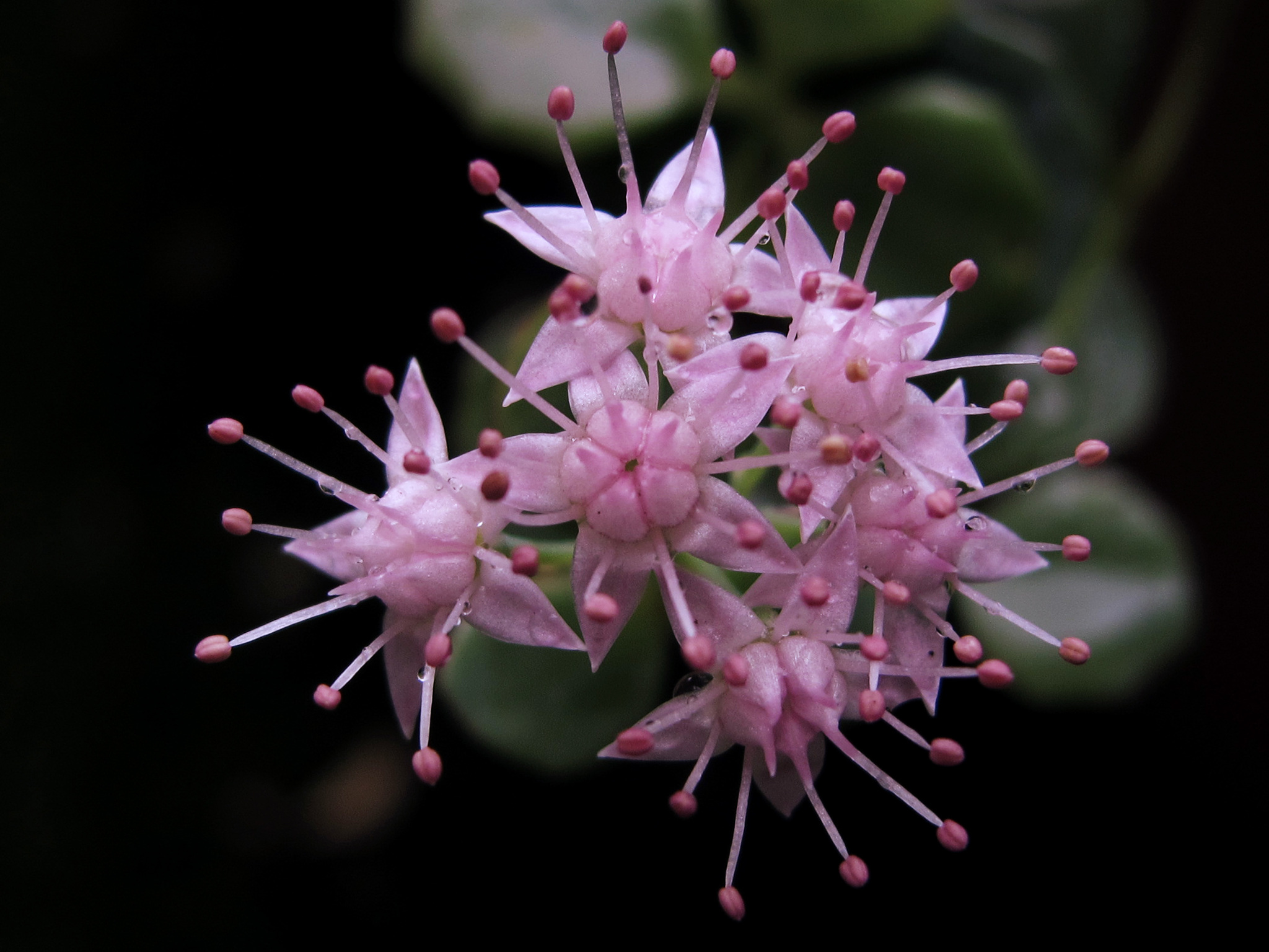 Hylotelephium sieboldii