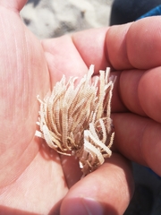 Electra verticillata