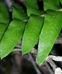 Blechnum australe australe