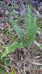 Blechnum australe australe