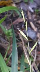 Brachypodium flexum
