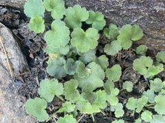 Heuchera parishii