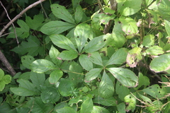 Eleutherococcus sessiliflorus