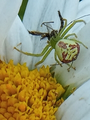 Ebrechtella tricuspidata