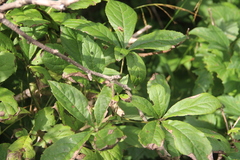 Eleutherococcus sessiliflorus