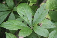 Eleutherococcus sessiliflorus