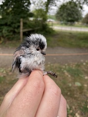 Aegithalos caudatus