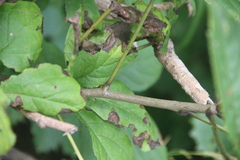 Eleutherococcus sessiliflorus