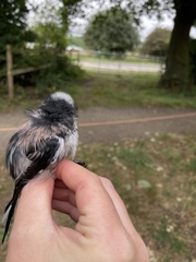Aegithalos caudatus