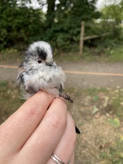 Aegithalos caudatus