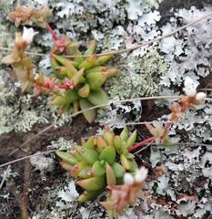 Crassula setulosa jenkinsii