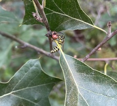 Callirhytis perditor