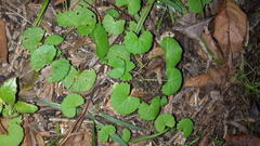 Centella eriantha eriantha