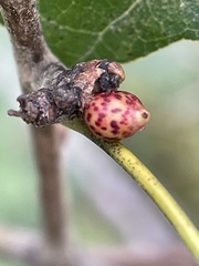 Callirhytis perditor