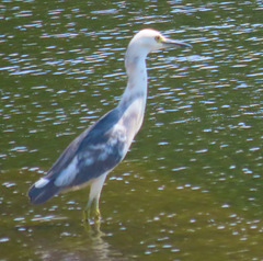 Egretta caerulea × thula