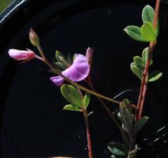 Indigofera sarmentosa