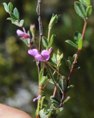 Indigofera sarmentosa