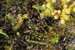 Indigofera sarmentosa