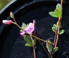 Indigofera sarmentosa