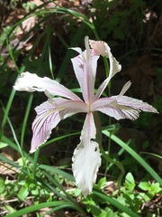 Iris purdyi