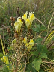 Linaria biebersteinii