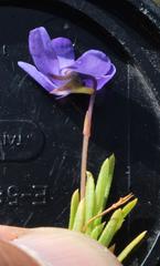 Viola decumbens decumbens