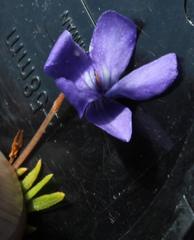 Viola decumbens decumbens
