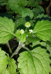 Dichrocephala integrifolia