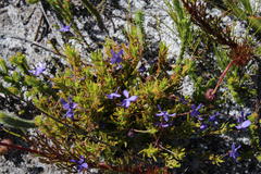 Viola decumbens decumbens
