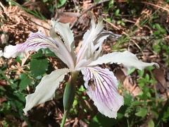 Iris purdyi