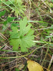 Geranium palustre