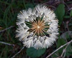 Gerbera cordata