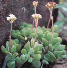 Crassula swaziensis