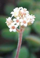 Crassula swaziensis