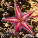 Stapelia gariepensis - Photo (c) Martin Heigan, some rights reserved (CC BY-NC-ND)