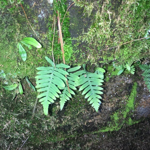 Fieldingia