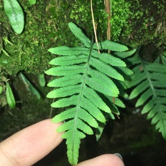 Polypodiodes fieldingiana