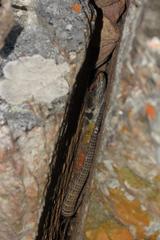 Pseudocordylus microlepidotus microlepidotus