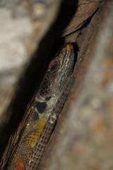 Pseudocordylus microlepidotus microlepidotus