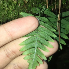 Polypodiodes fieldingiana
