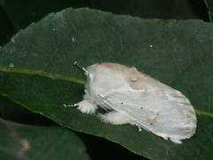 Naroma varipes