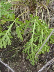 Lichtensteinia interrupta