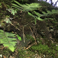 Polypodiodes fieldingiana