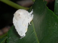 Naroma varipes
