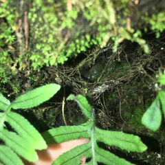 Polypodiodes fieldingiana