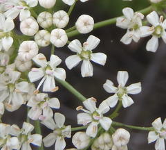 Lichtensteinia interrupta