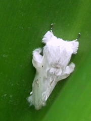 Naroma varipes